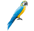 Blue-and-yellow Macaw ##STADE## - coat 5