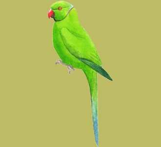 Take in a green parakeet species jungle animal