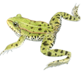 Green Frog ##STADE## - coat 72